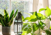 Cijeli život svoje biljke zalijevate krivo! Ovaj trik će ih spasiti