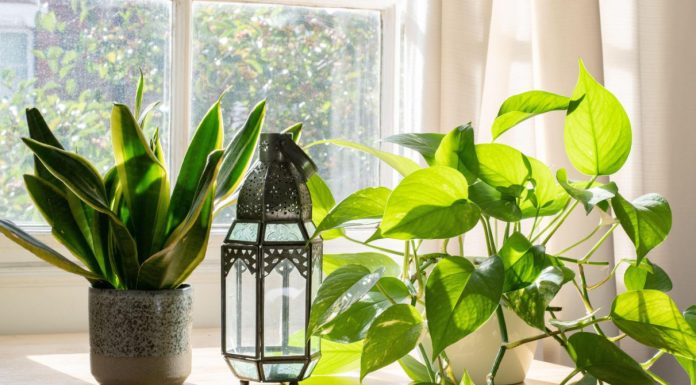 Cijeli život svoje biljke zalijevate krivo! Ovaj trik će ih spasiti