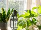 Cijeli život svoje biljke zalijevate krivo! Ovaj trik će ih spasiti