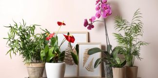 Kako da vaše cvijeće preživi zimu? Ovo je jednostavan trik o kojem vrtlari ne žele govoriti javno, a pali baš svaki put