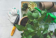 Trik sa kuhinjskim ubrusom koji čini da biljke rastu brže nego ikad