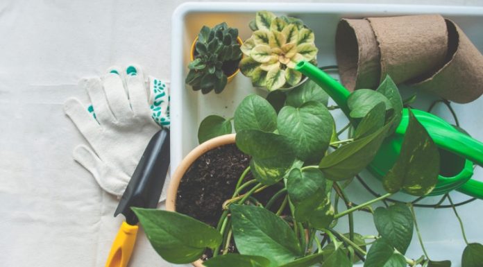 Trik sa kuhinjskim ubrusom koji čini da biljke rastu brže nego ikad