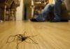 Ne ubij@jte pauka! Feng Šui otkriva šta vam zapravo poručuje