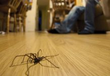 Ne ubij@jte pauka! Feng Šui otkriva šta vam zapravo poručuje