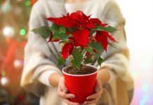 Ne zaliva se često, drži se na svetlosti, a može porasti i do 90 cm u visinu: Sve što treba da znate najzahtevnijem cvetu