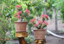 4 vrste cveća koje se sade u novembru, a tokom zime budu još lepše: Njima mraz ne može ništa