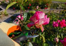 Nemojte zanemariti svoje ruže ove jeseni: Trikovi za pripremu ruža koje će procvjetati kao nikada prije