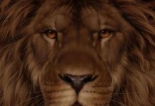 Test za 9 sekundi otkriva da li ste u grupi posebnih: Svi vide lava, a samo 5% ljudi primeti i drugu životinju
