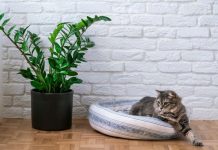 Nahranite zamiju jednim povrćem i bujaće kao korov: Nećete moći da prebrojite nove listove i nov@c u novčaniku