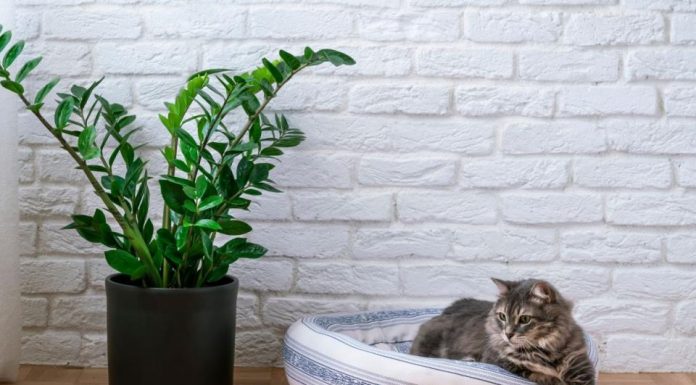 Nahranite zamiju jednim povrćem i bujaće kao korov: Nećete moći da prebrojite nove listove i nov@c u novčaniku