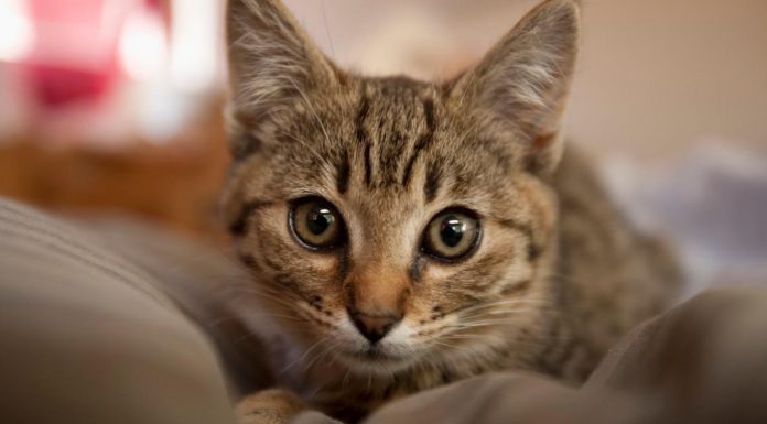 Ako vam je na kućni prag došla nepoznata mačka, to znači samo jedno – PRIPREMITE SE