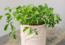 Pogledajte što ova biljka radi kada je dotaknete! Neki je smatraju korovom, a drugi je obožavaju imati u svojoj kolekciji