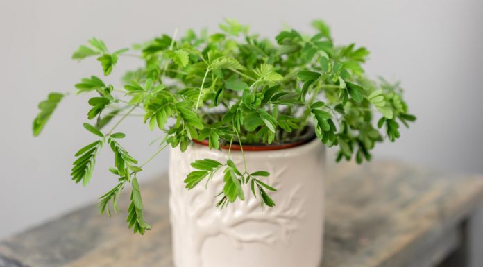 Pogledajte što ova biljka radi kada je dotaknete! Neki je smatraju korovom, a drugi je obožavaju imati u svojoj kolekciji