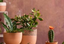 Koje sobne biljke najbolje odgovaraju energiji Škorpiona? S jednom nećete pogriješiti, vrijedi mašne