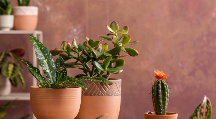Koje sobne biljke najbolje odgovaraju energiji Škorpiona? S jednom nećete pogriješiti, vrijedi mašne