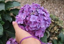 Jedna greška s hortenzijom u studenom mogla bi vas koštati cvijeća sljedeće godine: Ovo je najsigurniji način da ih uništite