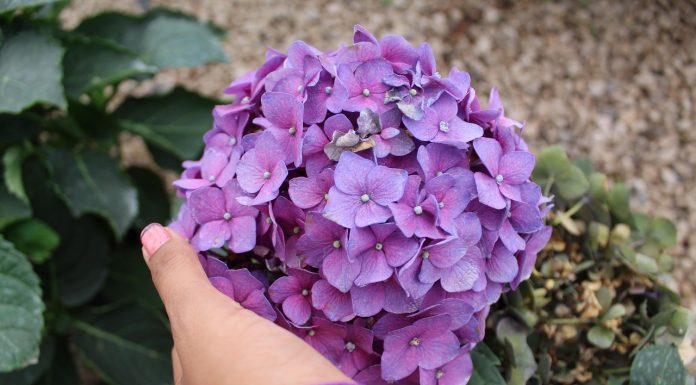 Jedna greška s hortenzijom u studenom mogla bi vas koštati cvijeća sljedeće godine: Ovo je najsigurniji način da ih uništite