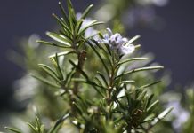 Aromatična biljka koja preživljava bez vode i transformiše vašu terasu svojim trajnim mirisom