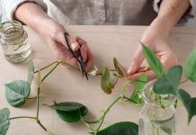 Ovaj trik malo ko zna, a biljke puštaju pelcere kao lude: Otkrivamo tajnu koju baštovani ljubomorno čuvaju