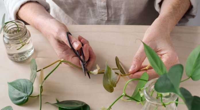 Ovaj trik malo ko zna, a biljke puštaju pelcere kao lude: Otkrivamo tajnu koju baštovani ljubomorno čuvaju