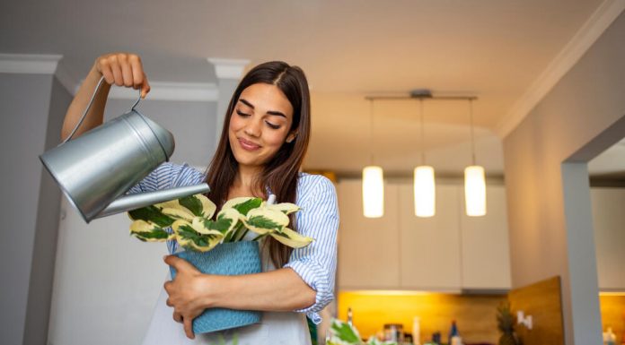 Kad je NAJGORE, a kad NAJBOLJE vreme za zalivanje biljaka? Ne zavaravajte se da je svejedno, možete ih uništiti