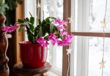 Kako spasiti božićni kaktus koji vene? 4 najčešća problema i kako ih rešiti tako da za praznike cveće preliva iz saksije