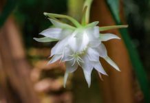 Ovakav kaktus još niste videli, a gaji se lako: Ako vam se dopada njegov cvet, elegantni listovi će vas raspametiti