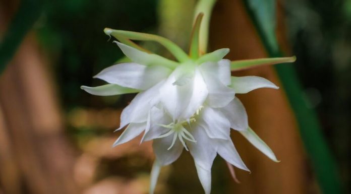 Ovakav kaktus još niste videli, a gaji se lako: Ako vam se dopada njegov cvet, elegantni listovi će vas raspametiti