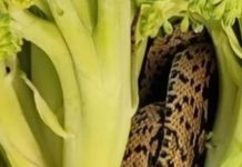 Htjela je samo pripremiti večeru, ali ono što je pronašla unutar brokule šokiralo ju je i natjeralo da zatraži objašnjenje