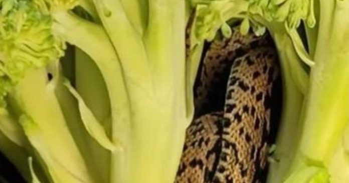 Htjela je samo pripremiti večeru, ali ono što je pronašla unutar brokule šokiralo ju je i natjeralo da zatraži objašnjenje