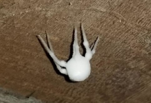 Pronašao Bijelu Čudnu Stvar u Podrumu, Majka je Pocrvenila od Straha