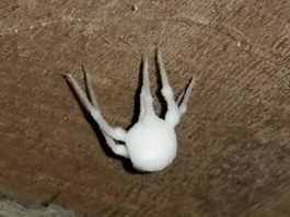 Pronašao Bijelu Čudnu Stvar u Podrumu, Majka je Pocrvenila od Straha