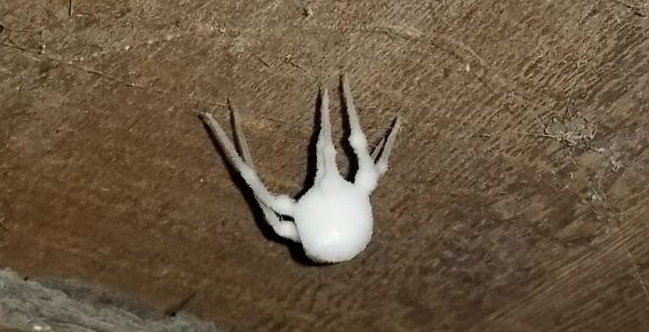 Pronašao Bijelu Čudnu Stvar u Podrumu, Majka je Pocrvenila od Straha