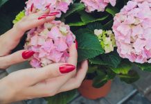 Zima je savršeno vrijeme da povećate kolekcije biljaka – besplatno: Ove biljke razmnožite baš u decembru