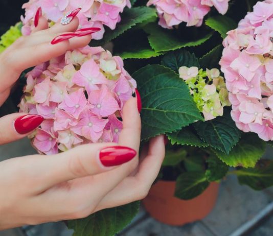 Zima je savršeno vrijeme da povećate kolekcije biljaka – besplatno: Ove biljke razmnožite baš u decembru