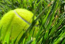 Ove noći ostavite teniske loptice razbacane po dvorištu: Stručnjaci otkrivaju iznenađujući razlog