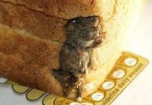 Crna mrlja u kruhu otkrila jezivu istinu