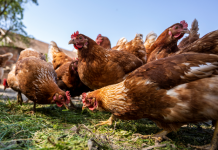 Kokoške će nositi 2 puta više jaja: Tajne o kojima iskusni farmeri šute!
