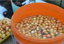 Kada sadim luk, UVlJEK SE PRlDRŽAVAM 0V0G SAVJETA M0G DEDE: Godinama imam takav rod da mu se i komšije dive!