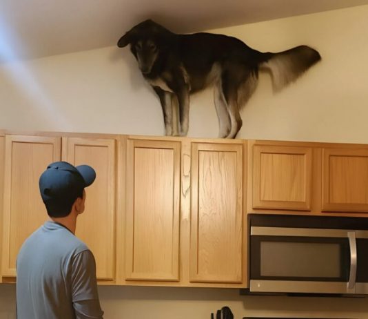 Moj pas je u posljednje vrijeme stalno penjao na gornje ormariće i glasno režao — prvo sam mislio da je poludio, dok nisam vidio zašto laje😮