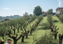 Komšija mi je posjekao voćnjak i UNIŠTIO 20 GODINA TRUDA ZA JEDNU NOĆ: Ali Draganov odgovor na pragu ga je potpuno SLOMIO!