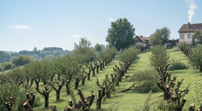 Komšija mi je posjekao voćnjak i UNIŠTIO 20 GODINA TRUDA ZA JEDNU NOĆ: Ali Draganov odgovor na pragu ga je potpuno SLOMIO!