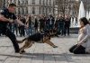 Mnoštvo je mislilo da će policijski pas napasti trudnicu… ali pas ih je očajnički pokušavao upozoriti na nešto mnogo strašnije — a kada su svi shvatili istinu, cijelo mnoštvo ostalo je u šoku