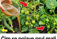 Zalijte paradajz i krastavac ovim rastvorom i rađaće do besvijesti: Baštovanski trik odmah djeluje