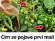 Zalijte paradajz i krastavac ovim rastvorom i rađaće do besvijesti: Baštovanski trik odmah djeluje