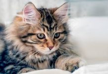 Mačka je pravi lek za čoveka: 7 bolesti koje samo ona može da izleči!