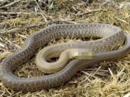 Šta znači sanjati zmiju: Evo kada je to dobar znak, a kada loš - featured image