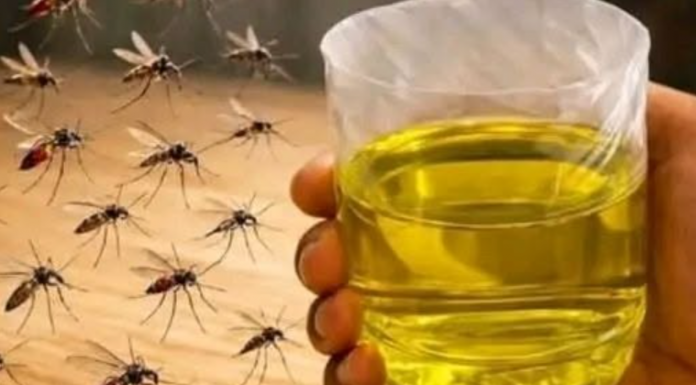 Korisni savjeti kako se riješiti muha i komaraca u kući