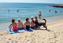 Prijateljice su se odmarale na plaži kada je do njih dotrčao pas i počeo glasno da laje: odjednom je jedna od žena prebledela pažljivo pogledavši pseće krzno 😨😱