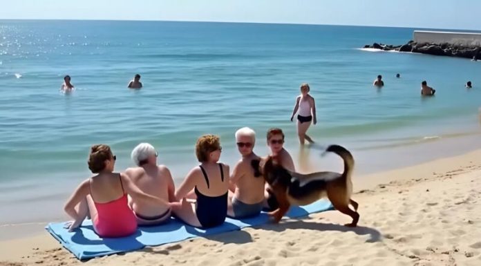 Prijateljice su se odmarale na plaži kada je do njih dotrčao pas i počeo glasno da laje: odjednom je jedna od žena prebledela pažljivo pogledavši pseće krzno 😨😱